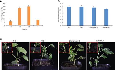 Highly efficient Agrobacterium rhizogenes-mediated hairy root transformation for gene editing analysis in cotton